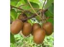 Kiwi Jenny (Actinidia Delicioasa )